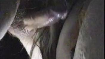 Late-night equine erotica for a desperate novice guy