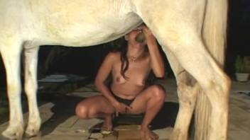 Brunette babe is getting frisky with a stallion