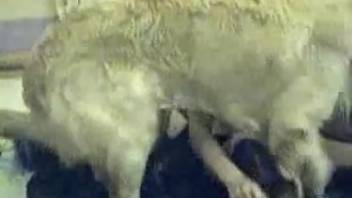 Large and alluring canine is screwing this dark-haired woman on the bed