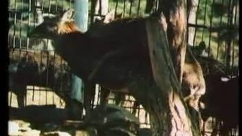 Gorgeous youthful does are screwing inside a zoo enclosure
