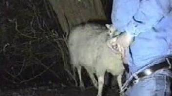 Sheep getting fucked by a big-dicked dude that prefers oral