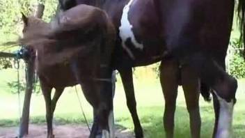 Horse with a huge cock drilling a Latina's pussy