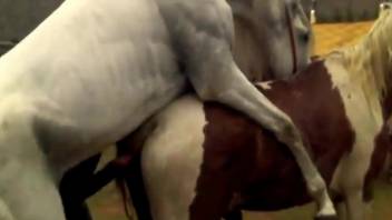 White horse sticks its meaty dick in another horse