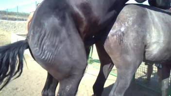 A dark stallion pounding an extremely aroused mare from the rear