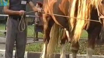 Horny horse showing off his cock, shamelessly in public