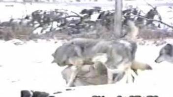 Pack of wolves is having sex on a snowy ground