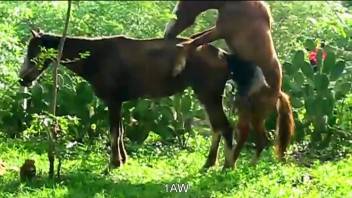 Stallion fucks female horse and zoo lover tapes it