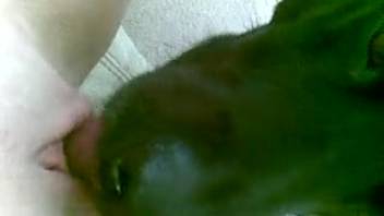 Oral sex clip featuring an enthusiastic ebony canine
