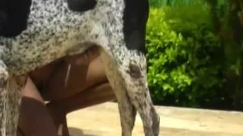 Sun-kissed exotic beauty ravaged by a well-hung canine