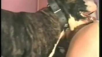 Bushy older lady receives intense doggy-style action