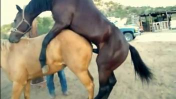 Steed banging and aroused bestiality fanatic records the whole thing