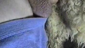 Horny man loves sticking his dick in the sheep's ass