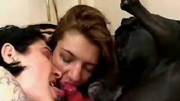 Two cock-craving hotties are giving that dog a double BJ