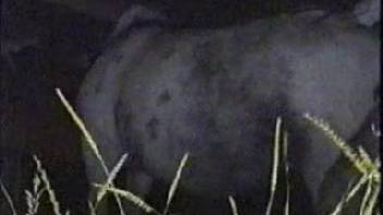 Nocturnal horse banging by a perverted guy into bestiality