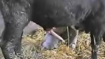 Kinky farmer is jerking off that huge bull's cock