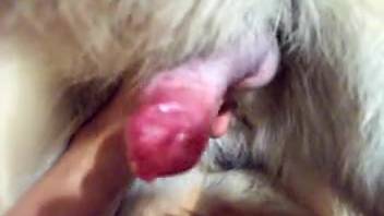 Perverted animal lover displays his beast's large crimson dick