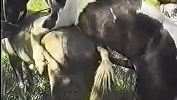 Stud horse bangs mare while aroused animal enthusiast records the action