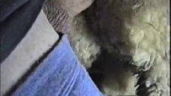 Dirty man is thrusting his penis into a sheep's asshole