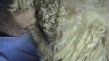 Filthy guy is shoving his cock inside sheep's a-hole