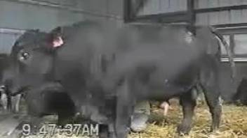 Horny bull-calf's cock is getting harder and harder