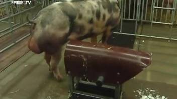 Collecting hog's sperm and watching horny pigs fuck