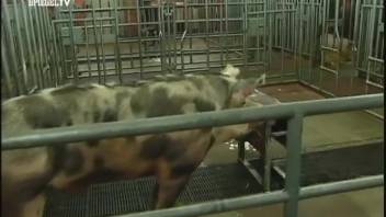 Gathering pig semen and observing aroused swine mating