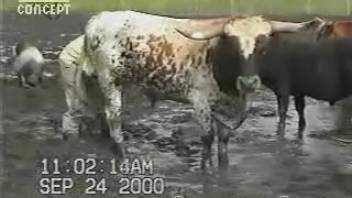That bull's massive cock definitely gets the dude aroused