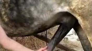 Great horse blowjob from a beautiful brunette woman