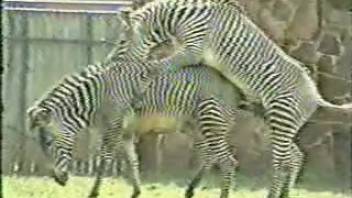 Pair of zebras relishing intense outdoor intercourse