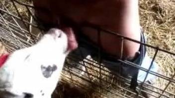 Dude with a thick dick gets a sloppy blowjob from a cow