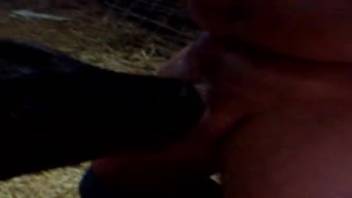 Incredible and steamy beastly encounters in the stable