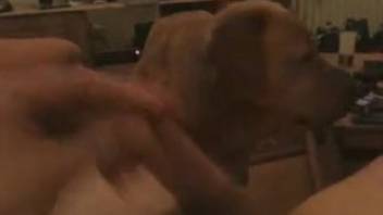 Man strokes his dick and lets the dog lick his jizz.