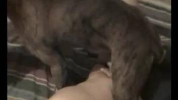 Impressive amateur sex with a domesticated doggo