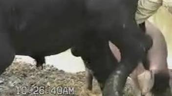 Incredible masturbation session with a huge bull