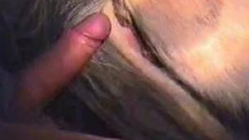 Zoophile guy sticking his penis inside his dog's asshole