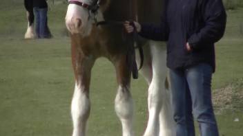 Peeping tom-style adult film featuring an enormous equine penis