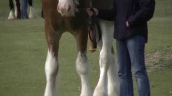 Massive equine shaft drives an aroused man wild with desire for some kinky intercourse.