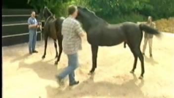 Horses deliver an impressive sexual spectacle before a crowd