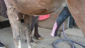 Nasty zoophile is masturbating huge stallion's cock
