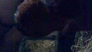 Adorable tan canine is lapping at this man's rigid hairless cock
