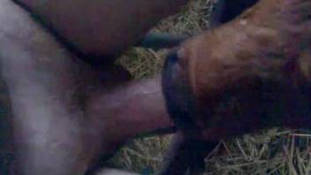 Cute brown dog is licking this guy's hard shaved dick