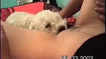 Tiny pup licking a hot mom's wet pussy on film