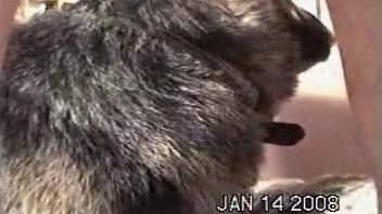 Incredible amateur bestiality scene with a aroused dog