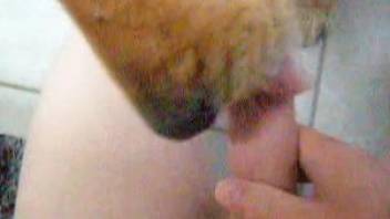 Horny guy is making his big dog lick his hard penis