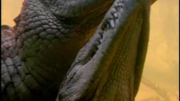 Frightening gators engaging in intense underwater intercourse
