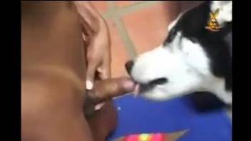 Doggy style dog fucking with a bronzed Latina tranny