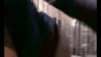 Swine intercourse scene with a young woman whose pants are lowered.
