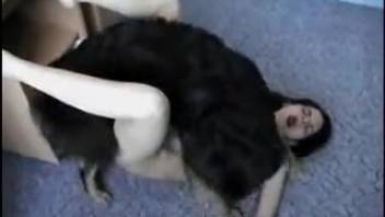 Collection of steamy bestial encounters with dogs in high definition