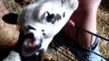 A guy gets turned on and engages in steamy adult content involving a young calf