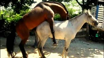 Gorgeous equines are banging intensely in the backyard